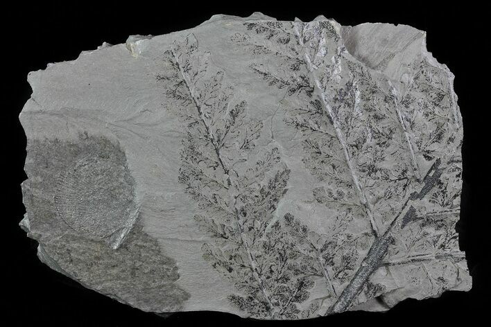 Pennsylvanian Fossil Plant Plate - Kinney Quarry, NM #80476